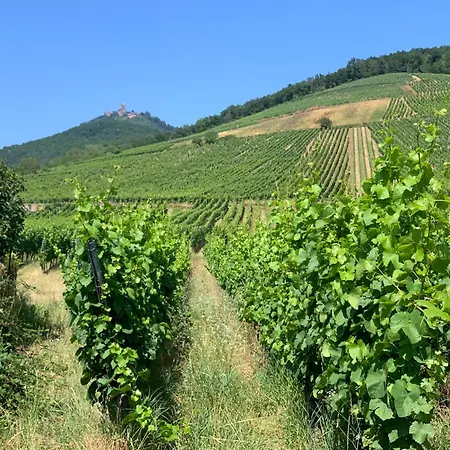 Bonne Idee - Georges - Meuble De Tourisme 4 Etoiles شقة